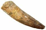 Fossil Spinosaurus Tooth - Real Dinosaur Tooth #249504-1